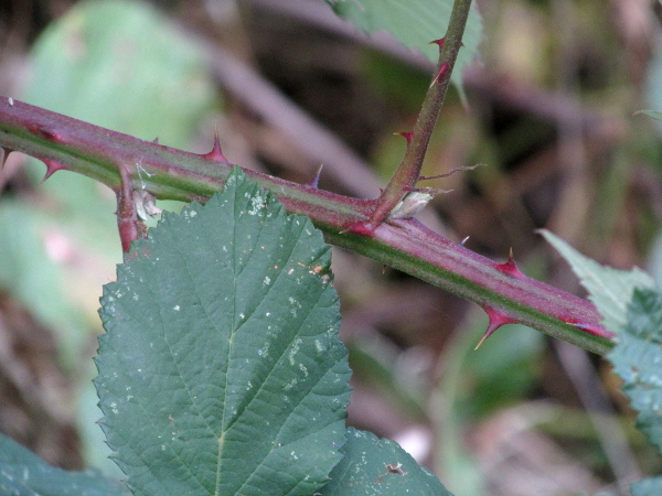 brambles / Rubus ser. Discolores: Members of _Rubus_ ser. _Discolores_ have hardly any stalked glands on young stems, which are armed only with prickles on their angles.