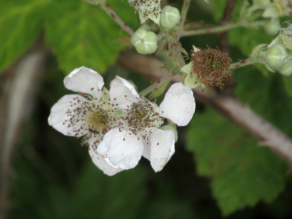 brambles / Rubus ser. Discolores: Notable members of _Rubus_ ser. _Discolores_ include the only sexual species in the subgenus in our area – _Rubus ulmifolius_ – and the introduced _Rubus armeniacus_.