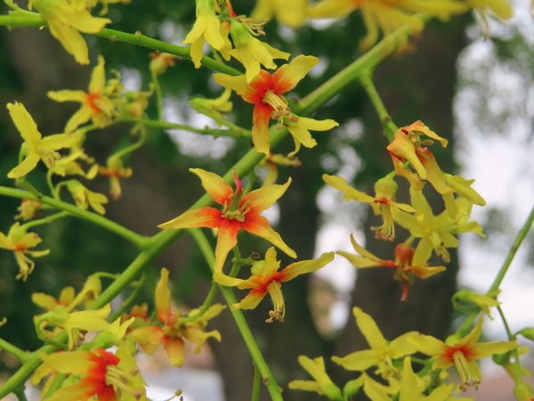 Pride of India / Koelreuteria paniculata