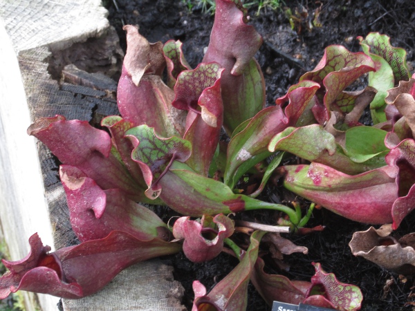 Pitcherplant / Sarracenia purpurea