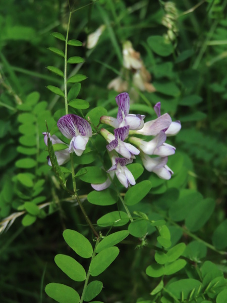 wood vetch / Ervilia sylvatica: _Ervilia sylvatica_ is a climbing plant of woodland margins and coastal shingle; its flowers are white or lilac with darker purple veins on the standard.