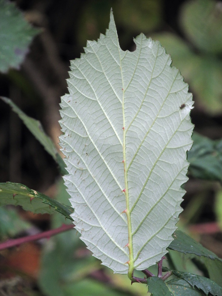 brambles / Rubus ser. Discolores: In _Rubus_ ser. _Discolores_, the leaves are white-tomentose underneath.