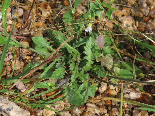 sand rock-cress / Arabidopsis arenosa