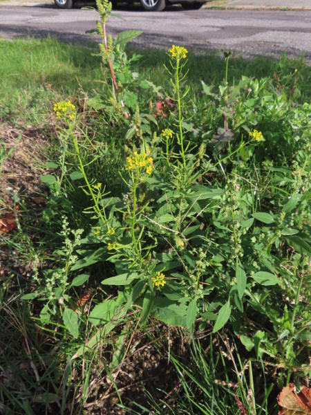 treacle mustard / Erysimum cheiranthoides