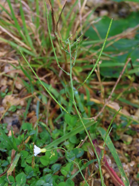 sand rock-cress / Arabidopsis arenosa