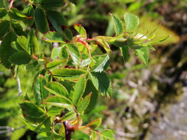 short-styled field rose / Rosa stylosa