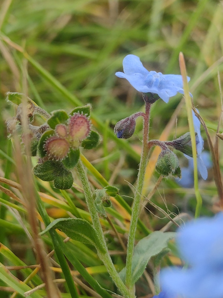 Chinese hound’s-tongue / Cynoglossum amabile: The nutlets of _Cynoglossum amabile_ have the thickened ridge seen in _Cynoglossum officinale_, but pale blue, pink or white flowers.