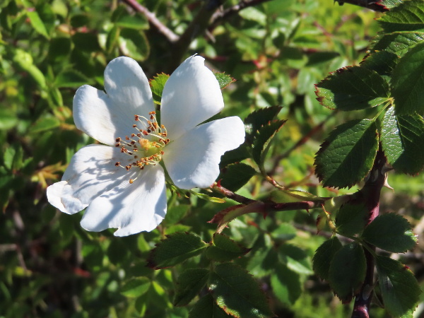 short-styled field rose / Rosa stylosa