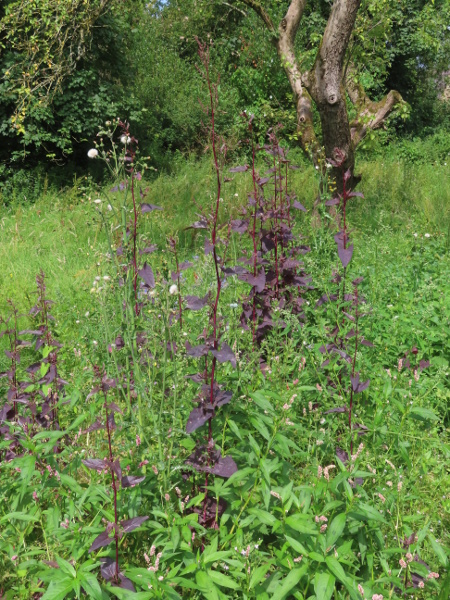 garden orache / Atriplex hortensis