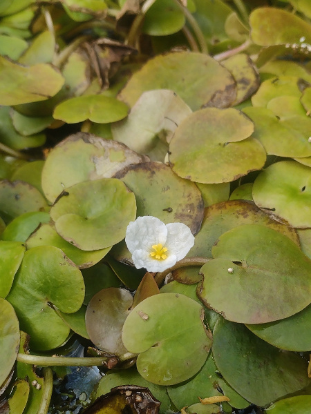 frogbit / Hydrocharis morsus-ranae