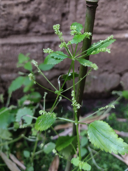 Mediterranean nettle / Urtica membranacea