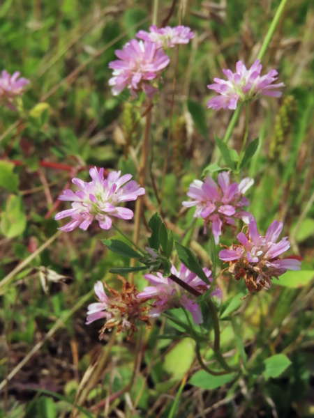 reversed clover / Trifolium resupinatum: _Trifolium resupinatum_ is a unique clover native to Europe, in which the flowers are upside-down relative to other plants in the family.