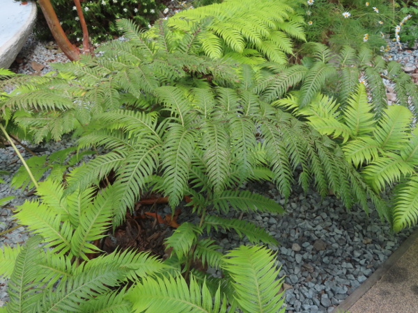 chain fern / Woodwardia radicans: _Woodwardia radicans_ is a fern from south-western Europe that sometimes escapes from gardens in southern Ireland, Cornwall, the Isle of Wight and Guernsey.