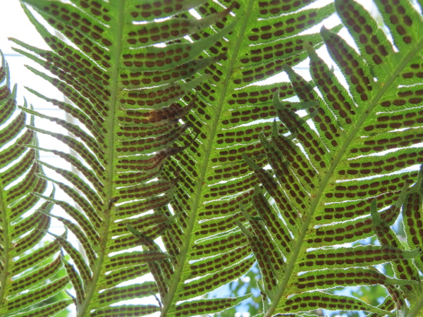 chain fern / Woodwardia radicans: _Woodwardia radicans_ has nearly-twice-pinnate leaves, with sori in parallel rows alongside the pinnule midribs; it can also spread vegetatively via bulbils.