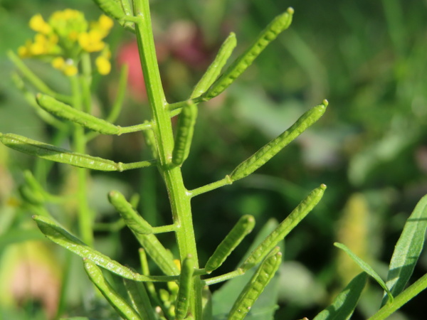 treacle mustard / Erysimum cheiranthoides