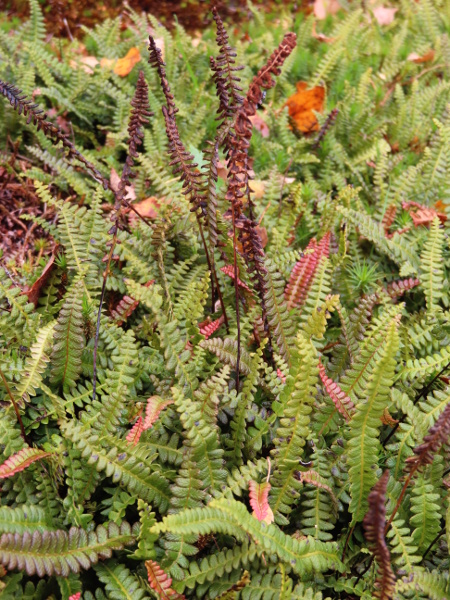 little hard-fern / Blechnum penna-marina: _Blechnum penna-marina_ is a fern native to South America, Australia and New Zealand; it is smaller than its relative _Blechnum spicant_ and can persist for many years after planting.