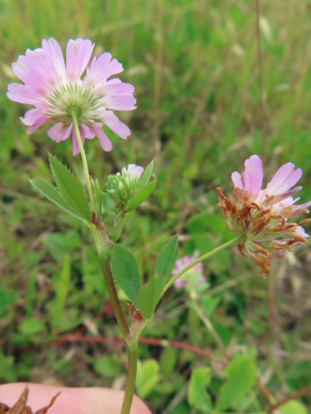 reversed clover / Trifolium resupinatum: The leaflets of _Trifolium resupinatum_ have long, forward-bent teeth along the edges, and the stipules are long and tapering.