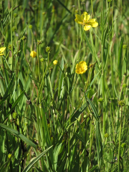 Greater spearwort / Ranunculus lingua