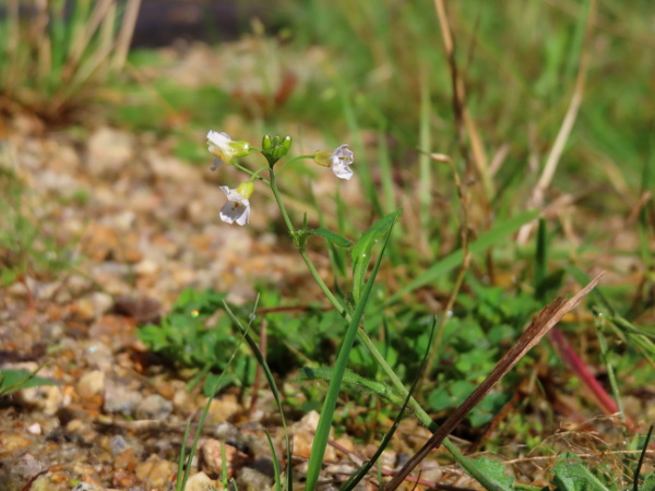 sand rock-cress / Arabidopsis arenosa