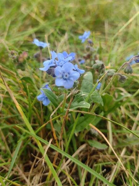 Chinese hound’s-tongue / Cynoglossum amabile: _Cynoglossum amabile_ is an East Asian species widely grown in gardens.