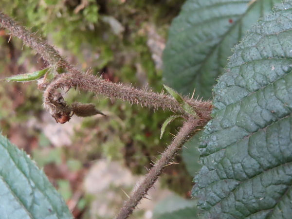 brambles / Rubus ser. Glandulosi: The prickles on the stems grade into pricklets and acicles; both acicles and stalked glands are very numerous.