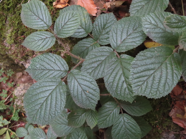 brambles / Rubus ser. Glandulosi: The seven agamospecies of _Rubus_ ser. _Glandulosi_ in the British Isles are all fairly rare; this is probably _Rubus pedemontanus_, the most widespread of the seven.