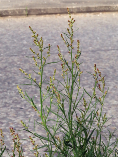 grass-leaved orache / Atriplex littoralis: _Atriplex littoralis_ can also be found inland along salted roads, especially in eastern England.