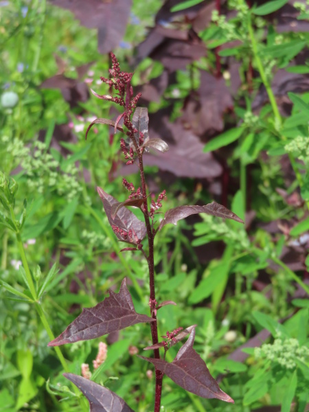 garden orache / Atriplex hortensis