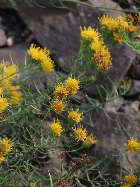 goldilocks aster / Galatella linosyris: _Galatella linosyris_ is a rare perennial herb found at a few coastal sites in western England and Wales; it has linear leaves and rayless flower-heads.