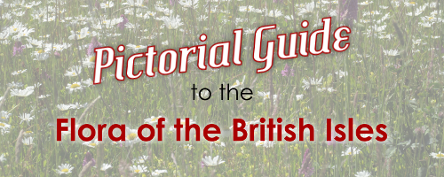 Pictorial Guide to the Flora of the British Isles